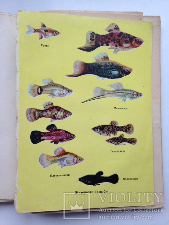 Комнатные аквариумы 1969 136 с.ил. 4 цв. вкладки., фото №10