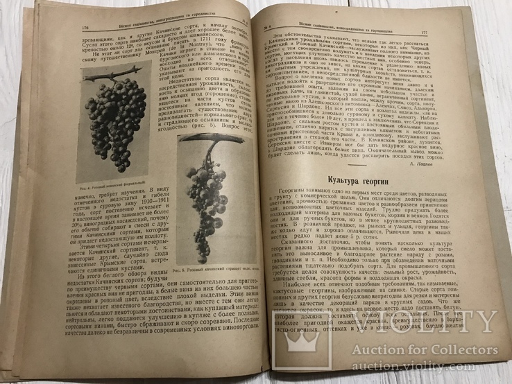 1928 Сорта винограда в долине р. Качи, Вісник садівництва, виноградарства, фото №11