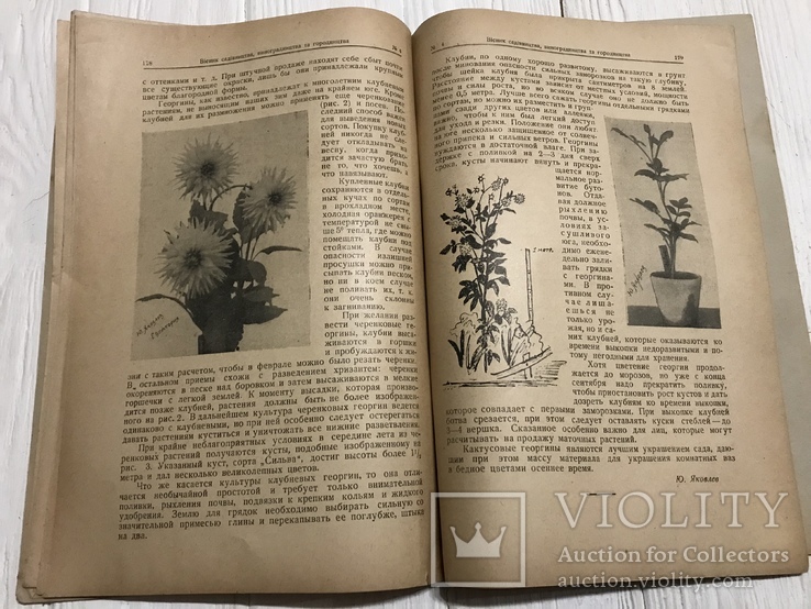 1928 Сорта винограда в долине р. Качи, Вісник садівництва, виноградарства, фото №12