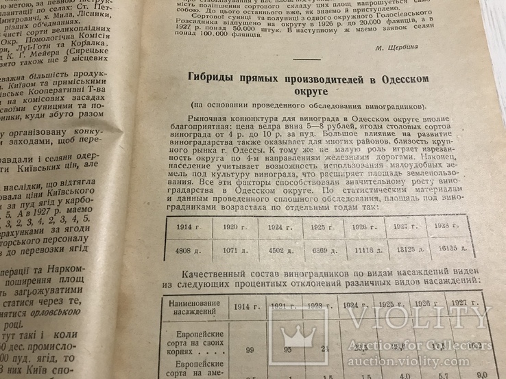 1928 Гибриды прямых производителей в Одесском округе, Вісник садівництва, фото №2