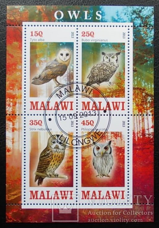 Африка Малави Фауна Птицы гаш.