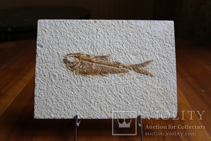 Окаменелая рыба Эоцен 45-50 млн лет Вайоминг США