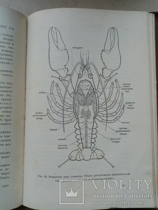 Практические занятия по  Зоологии 1910 год, фото №12
