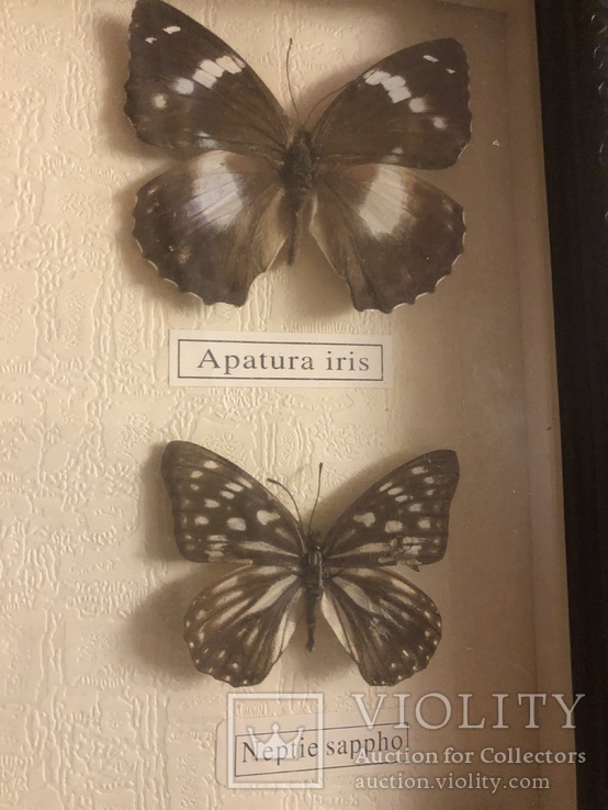Коллекция бабочек под стеклом, фото №5