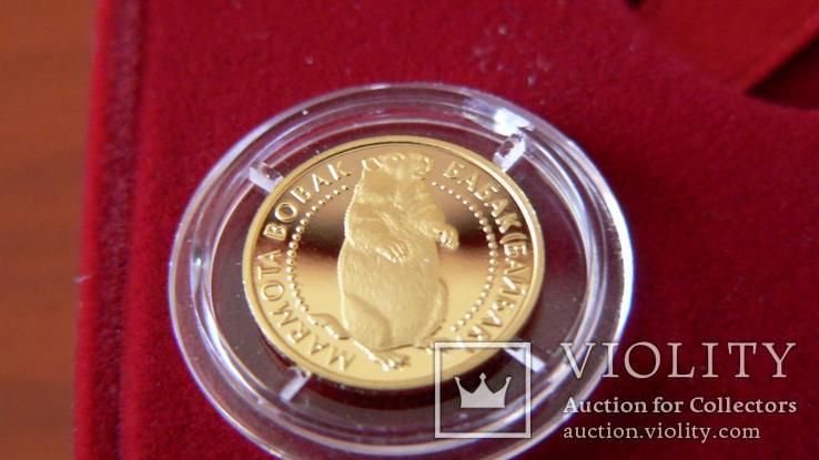 Байбак 2007 Золота монета в капсулі невідривана з сертифікатом, фото №2