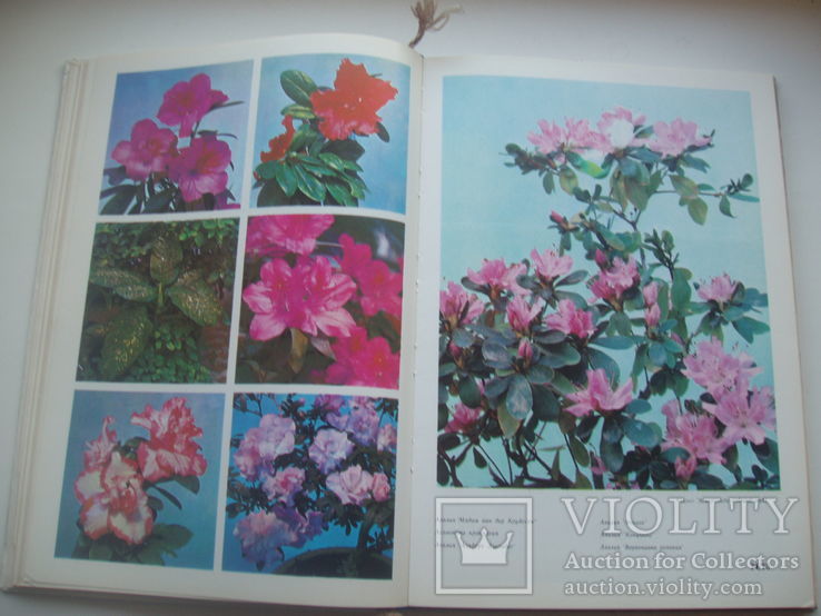 1981 Цветы комнатные растения декоративноцветущие кустарники, фото №6
