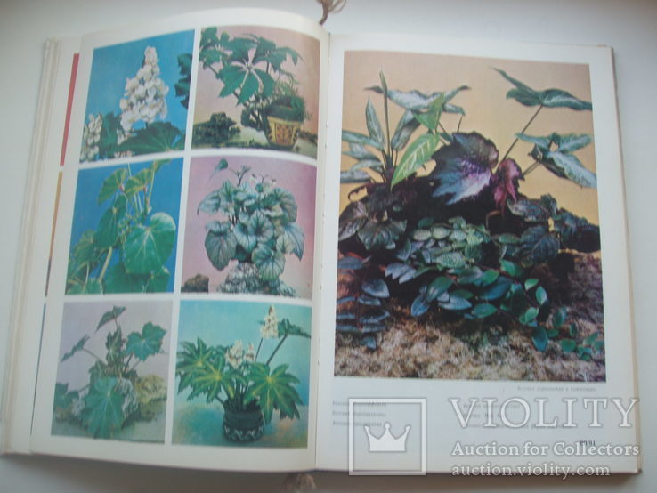 1981 Цветы комнатные растения декоративноцветущие кустарники, фото №7