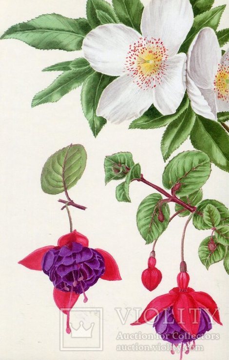 Открытки флора цветы ботаника