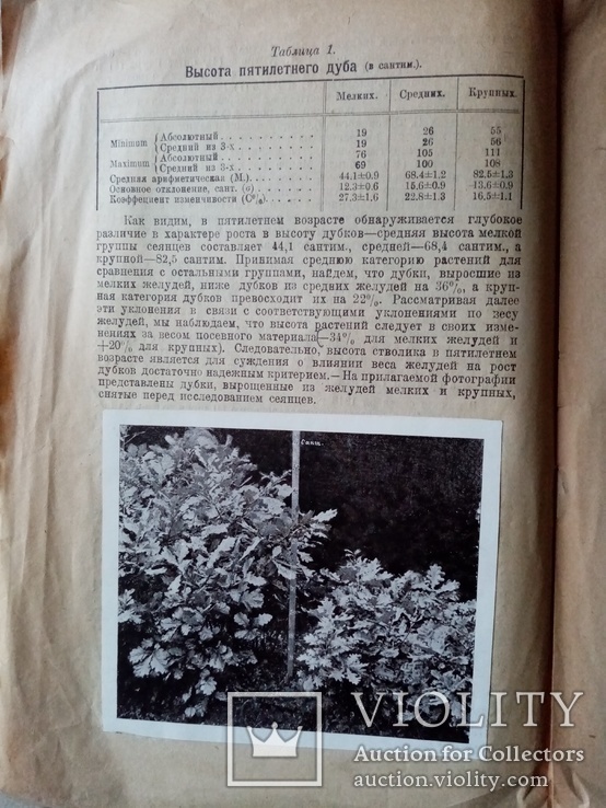 Роль отбора желудей в развитии дуба 1922 года. подпись автора, фото №4