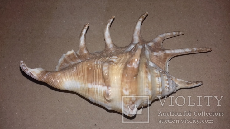 Морская раковина ракушка Ламбис (лямбис) 140мм, фото №3