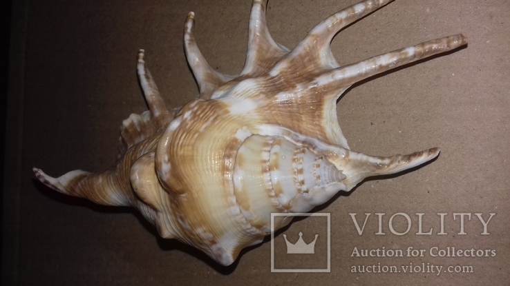 Морская раковина ракушка Ламбис (лямбис) 140мм, фото №4