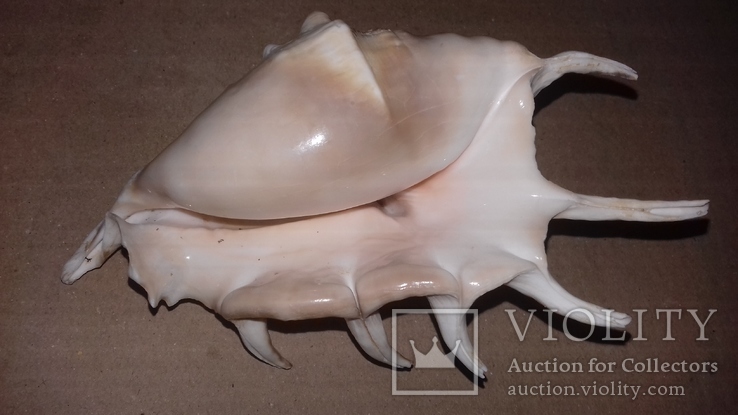 Морская раковина ракушка Ламбис (лямбис) 135мм, фото №5