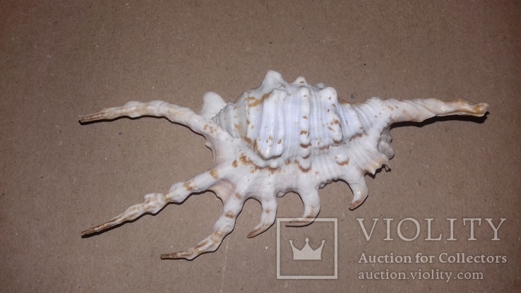 Морская раковина ракушка Ламбис (лямбис) скорпио "скорпион" 110мм, фото №3