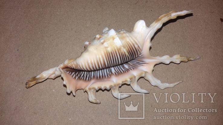 Морская раковина ракушка Ламбис (лямбис) скорпио "скорпион" 110мм, фото №2