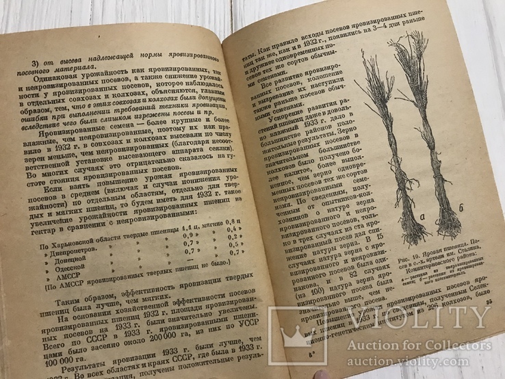 1936 Яровизация сельскохозяйственных растений: пшеница, ячмень, овёс, фото №12