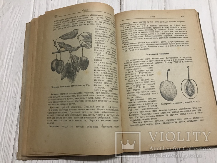 1941 Определитель сортов плодово-ягодных культур, фото №10