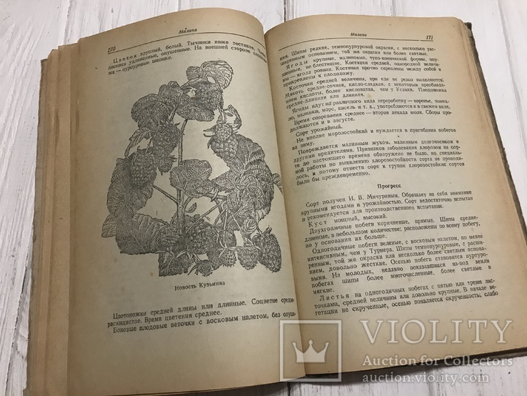 1941 Определитель сортов плодово-ягодных культур, фото №13