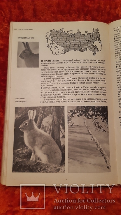 Спортивная Охота в СССР, фото №4