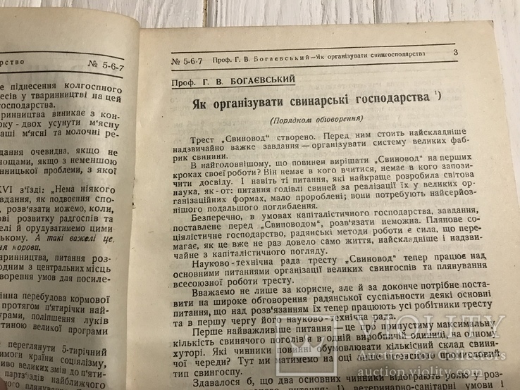 1930 Як організувати свинарстві господарства: Українське скотарство, фото №2