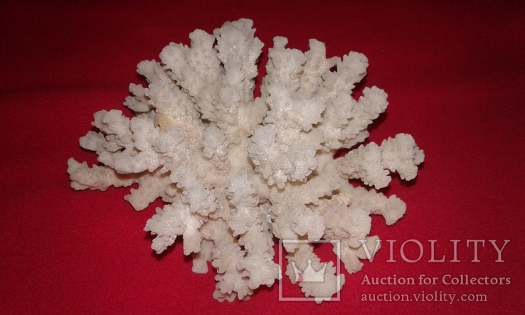 Білий корал