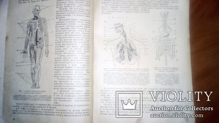 Анатомия людини с иллюстрациями 1939г, фото №4