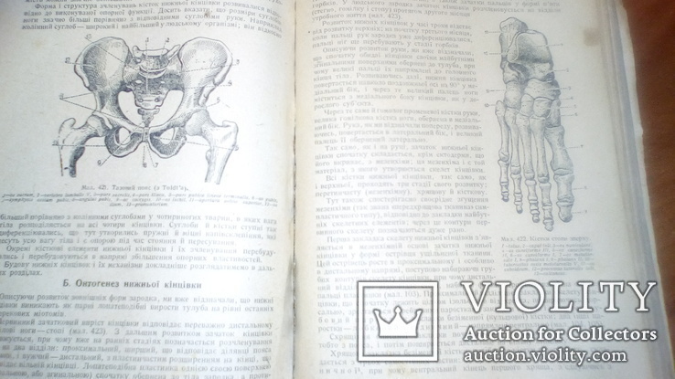 Анатомия людини с иллюстрациями 1939г, фото №5