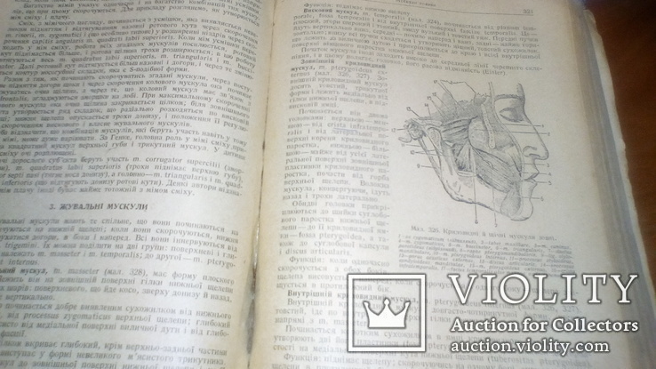 Анатомия людини с иллюстрациями 1939г, фото №8