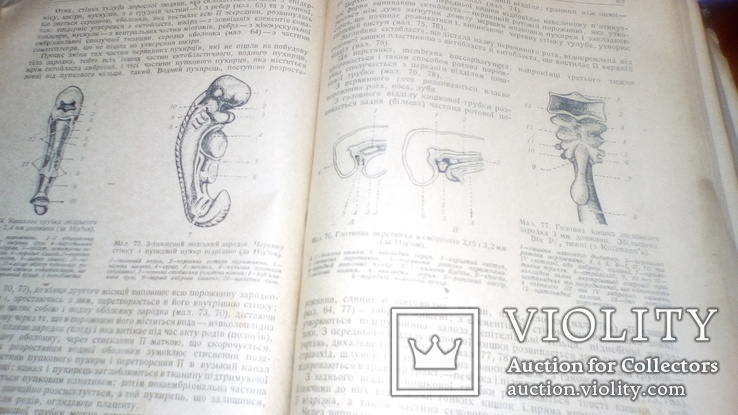 Анатомия людини с иллюстрациями 1939г, фото №12