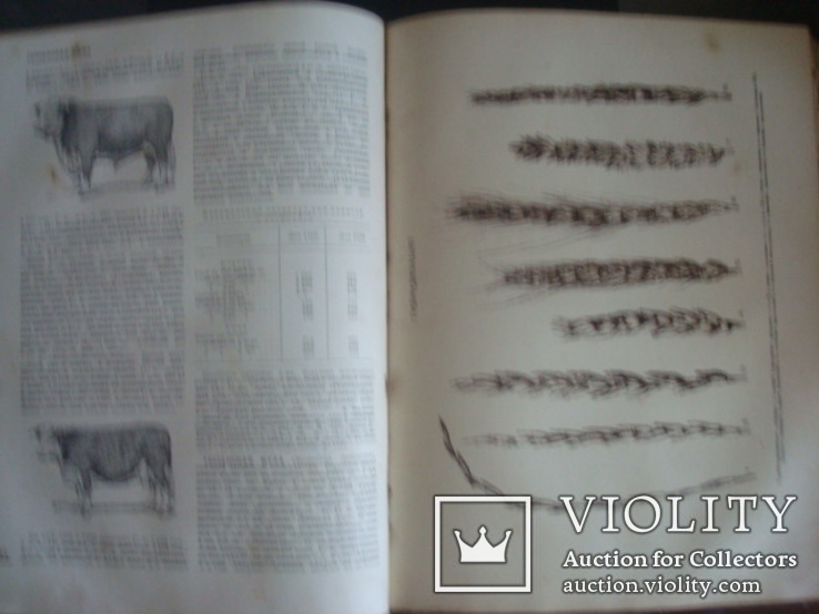 Сельскохозяйственная энциклопедия 1т.1937г.В.П.Милютин, фото №12