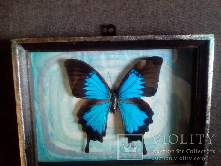 Бабочка Папилио улисс в рамке, фото №5