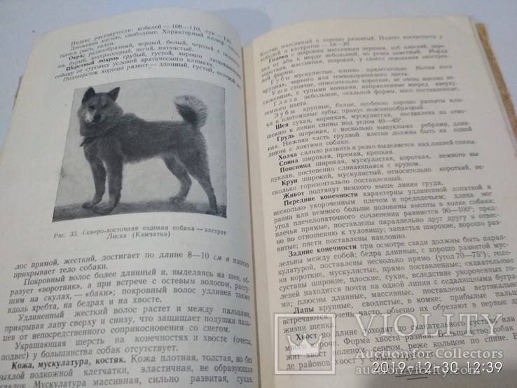 1954г Племенное Дело в Служебном Собаководстве Досааф, фото №9