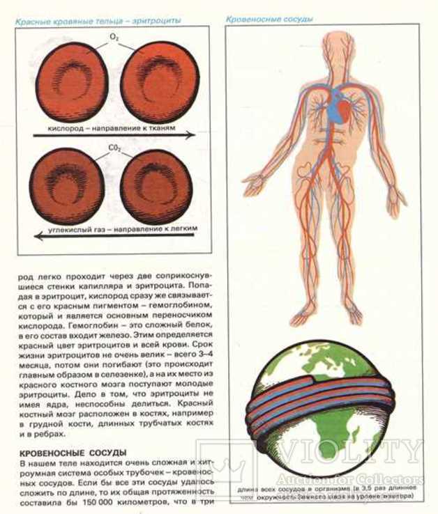 Детская энциклопедия здоровья.1987 г., фото №8