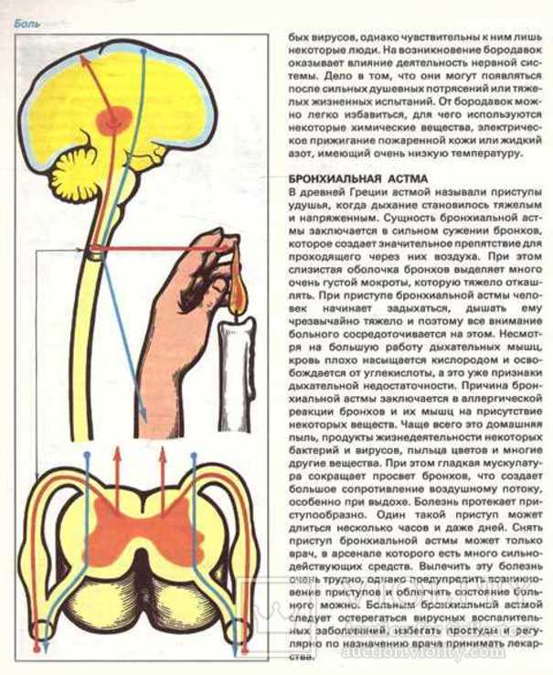 Детская энциклопедия здоровья.1987 г., фото №9