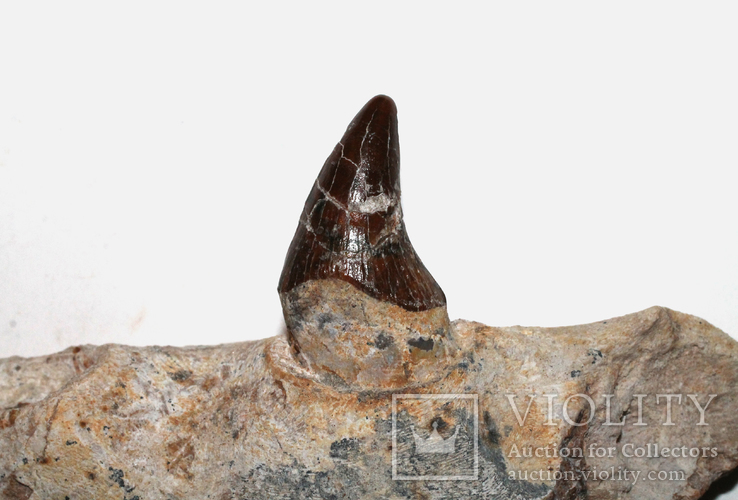 Щелепа базілозавра з зубами, 35 млн років, фото №4