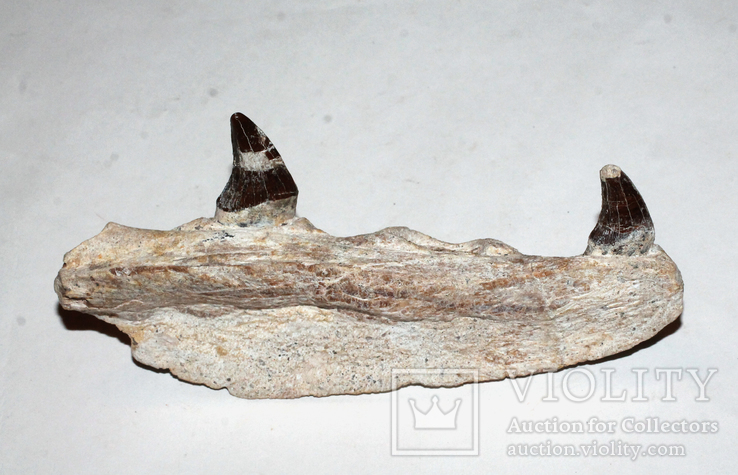 Щелепа базілозавра з зубами, 35 млн років, фото №6