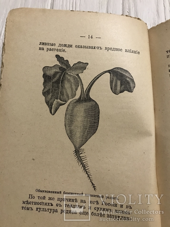 1912 Культура редиса различных сортов, фото №2