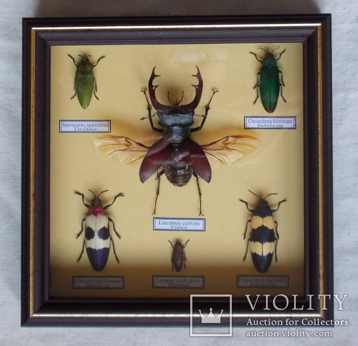 Тропические жуки в рамке №3, фото №2