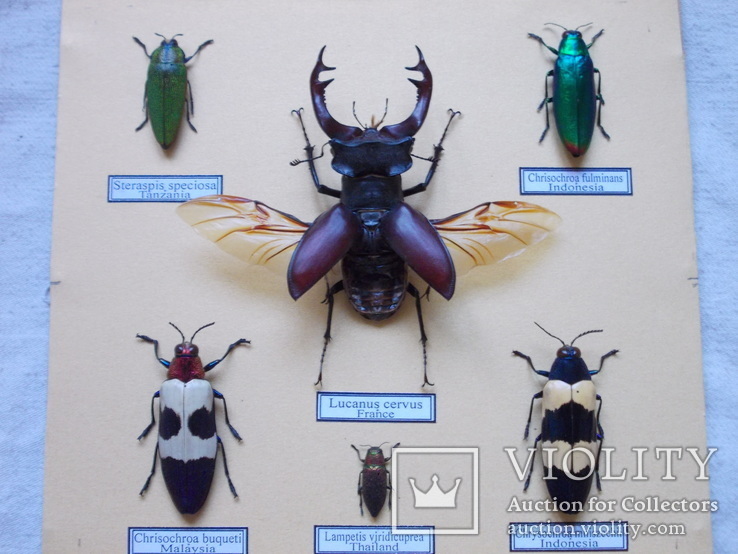 Тропические жуки в рамке №3, фото №5