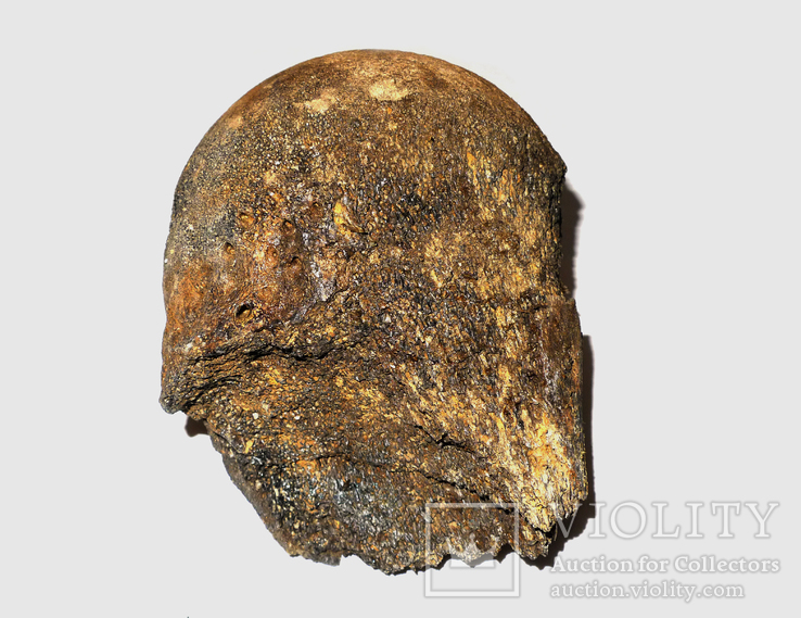 Головка стегнової кістки мамута (мамонта) четвертинного періоду, фото №6
