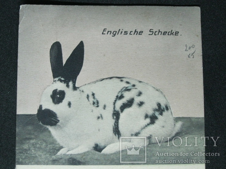Заяц. Прошла почту Бельгии в 1914 г., фото №3