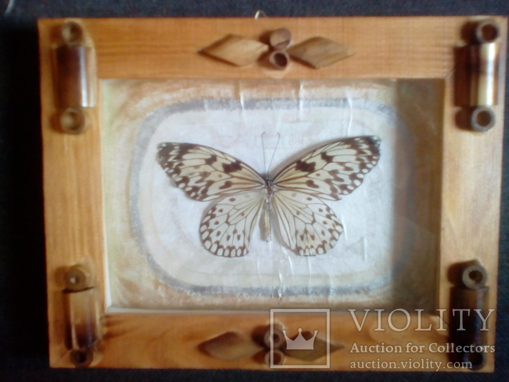Бабочка в рамке, фото №2