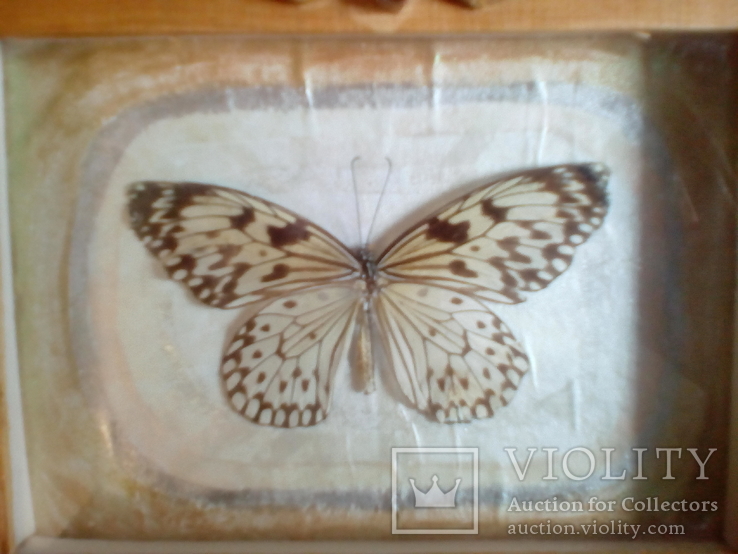 Бабочка в рамке, фото №3