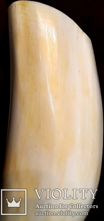 Зуб кашалота в Отличном состоянии 565.6 грамм, фото №8