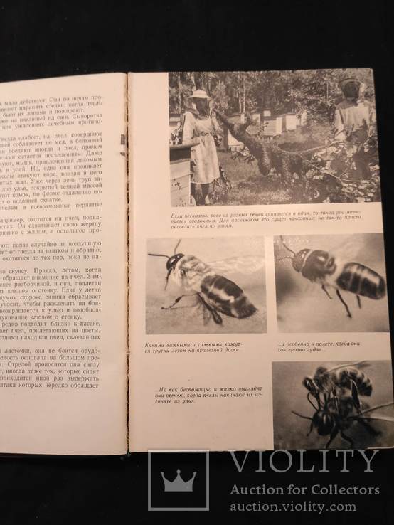 Халифман "Пароль скрещенных антенн" 1962р (про бджіл, термітів іт.д), photo number 7