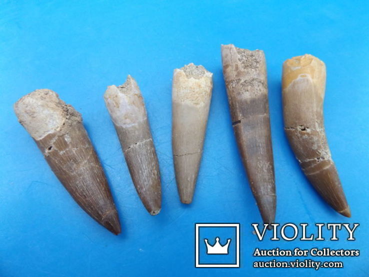  Зубы плезиозавра mauritanicus, фото №3