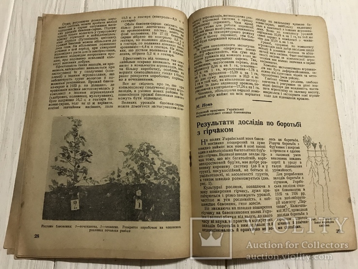 1937 Кулььура кунжуту і арахісу на Дніпропетровщині: Бавовництво, фото №6