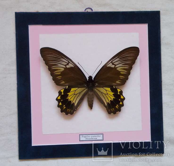 Бабочка Papilio cuneifer Индонезия, фото №2