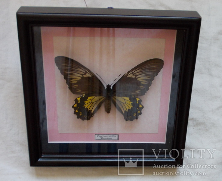 Бабочка Papilio cuneifer Индонезия, фото №4