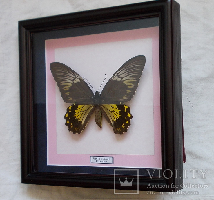 Бабочка Papilio cuneifer Индонезия, фото №6