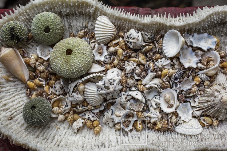 Коралл и раковины, фото №5